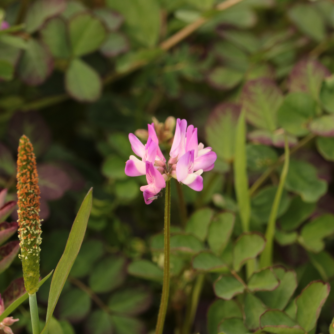 Astragalus for Cardiac Support