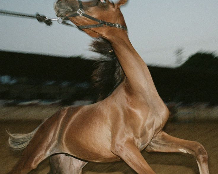 Riding into the Year of the Fire Horse
