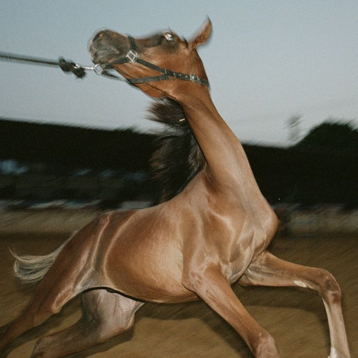 Riding into the Year of the Fire Horse