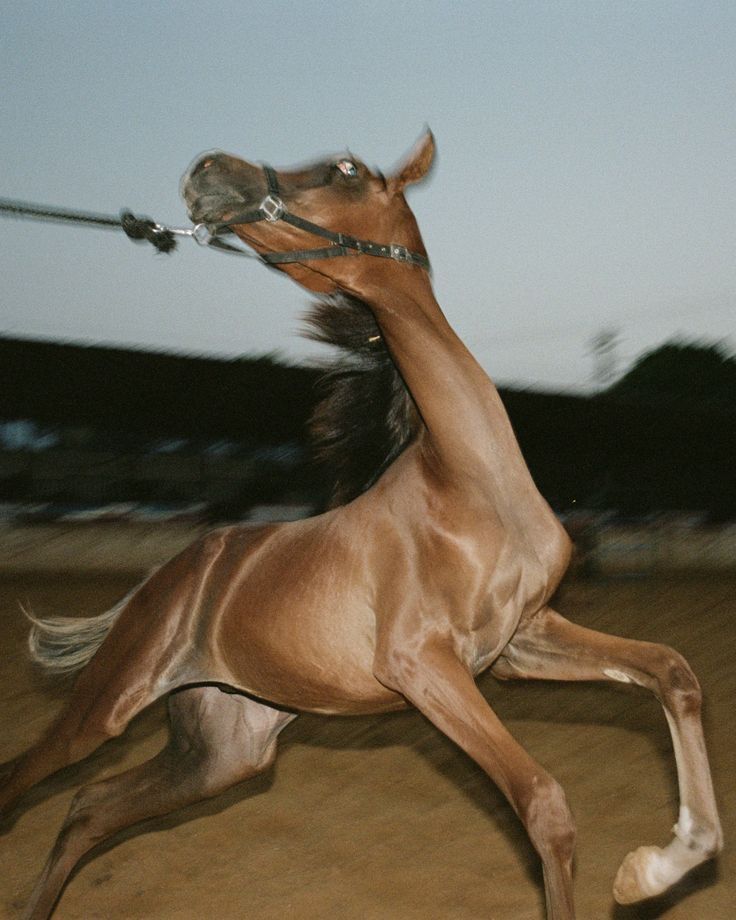 Riding into the Year of the Fire Horse
