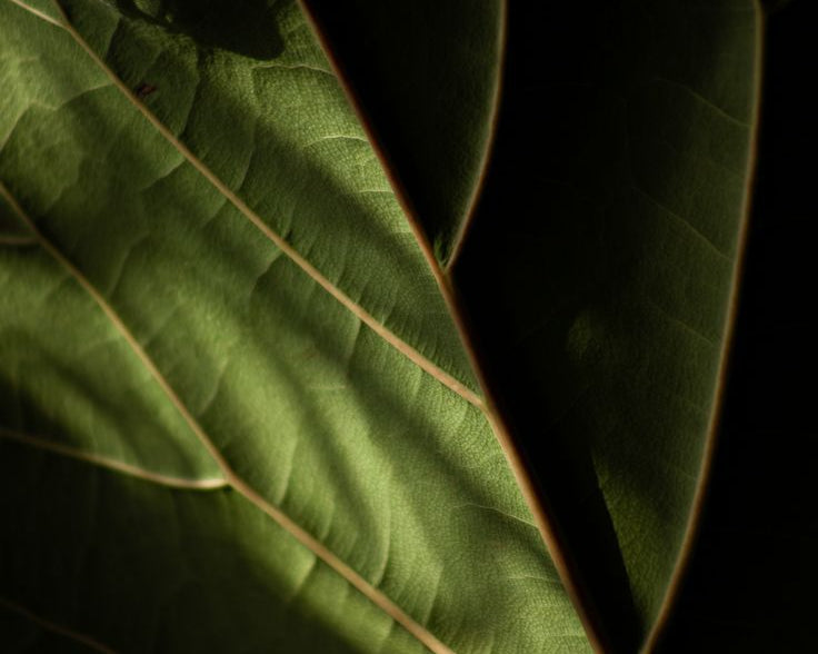 Elemental Wisdom from TCM