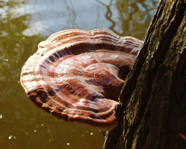 Terpenes in Functional Mushrooms
