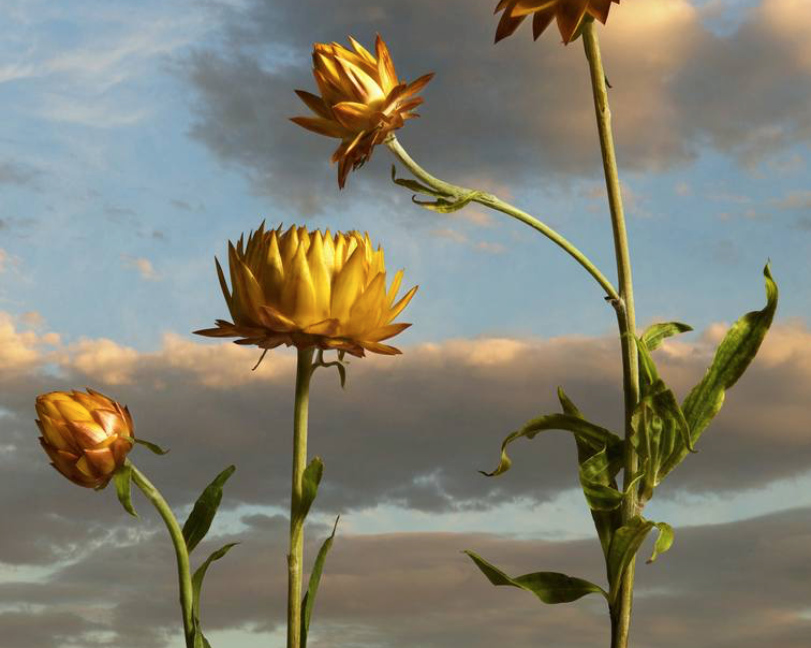 Yi, the Spirit of Late Summer