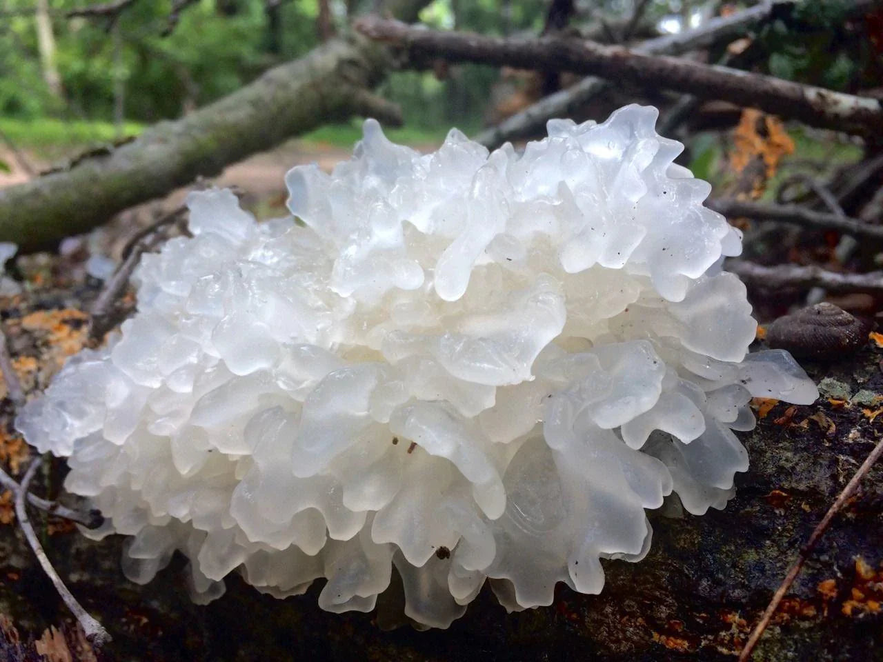 A deeper look at Tremella Mushroom - Root + Bones