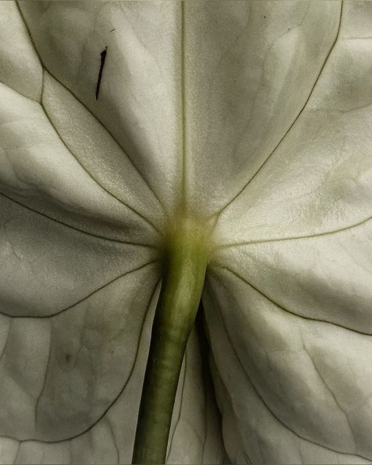 Immunomodulation: Intelligent Recalibration as Protection