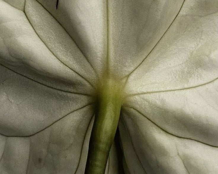 Immunomodulation: Intelligent Recalibration as Protection