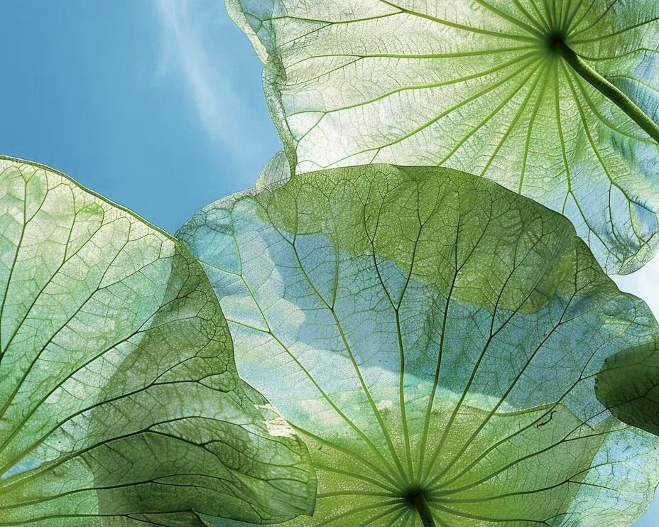 Bridging Time: Mast Cells and TCM