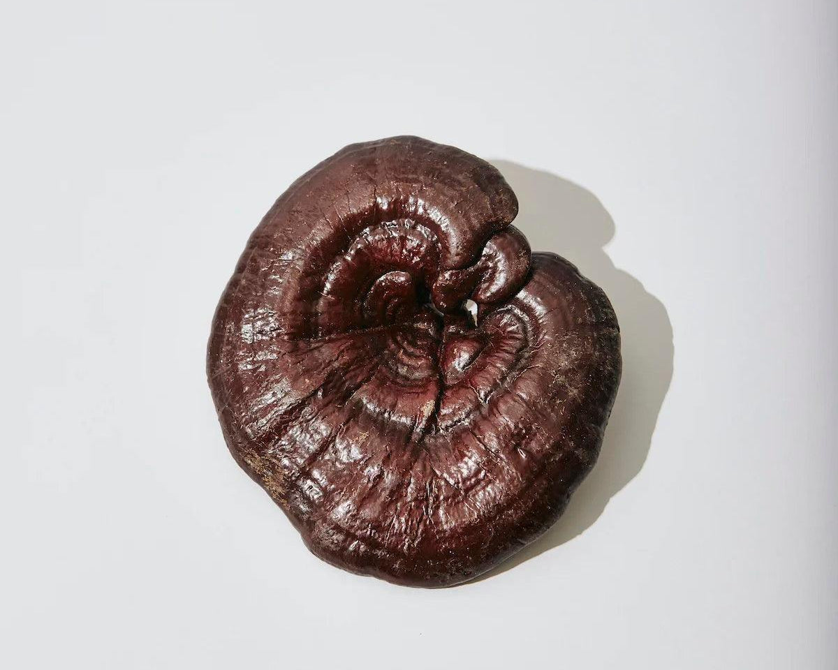 New Research on the Neuro-Protective Properties of Reishi Mushroom - Root + Bones