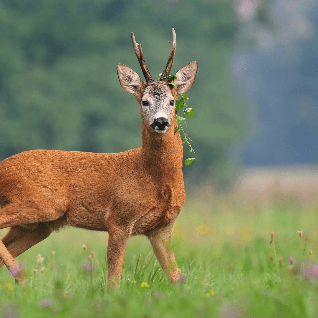 The Best Male Tonics in the Era of Infertility - Root + Bones