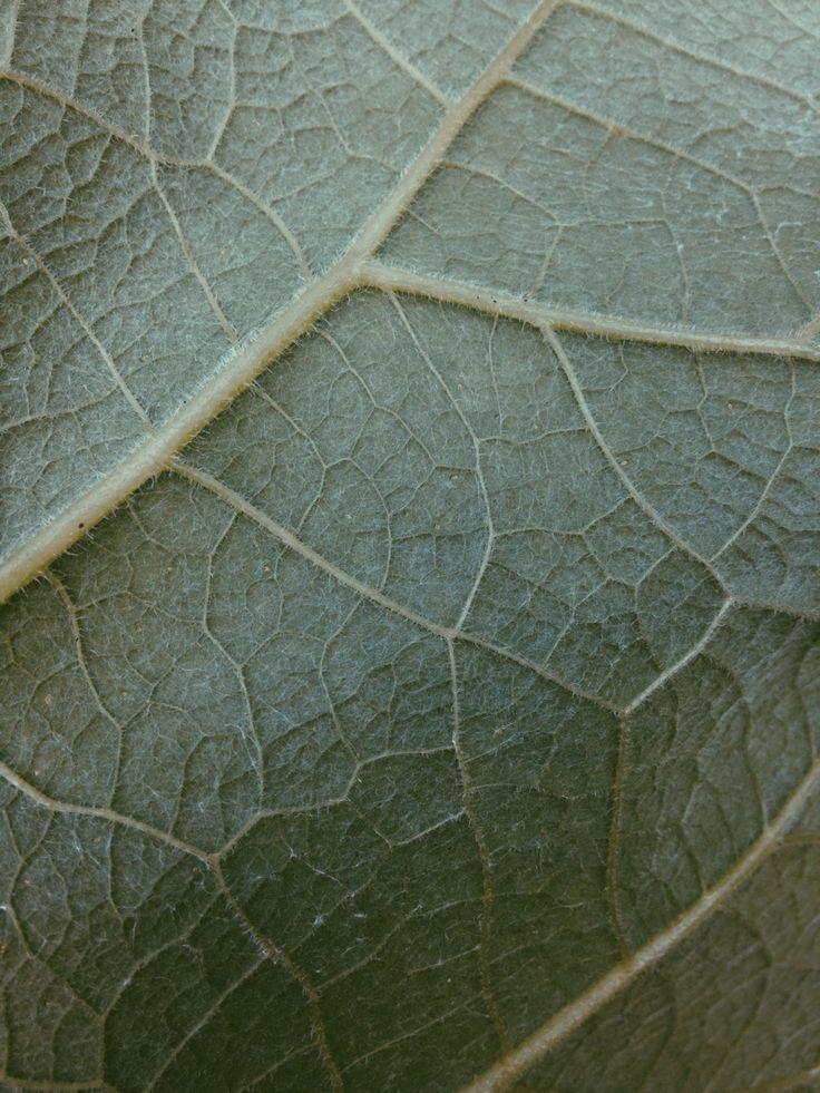 The Nervous System through a TCM Lens - Root + Bones